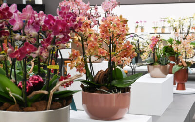 Orchidee verwerken in een arrangement