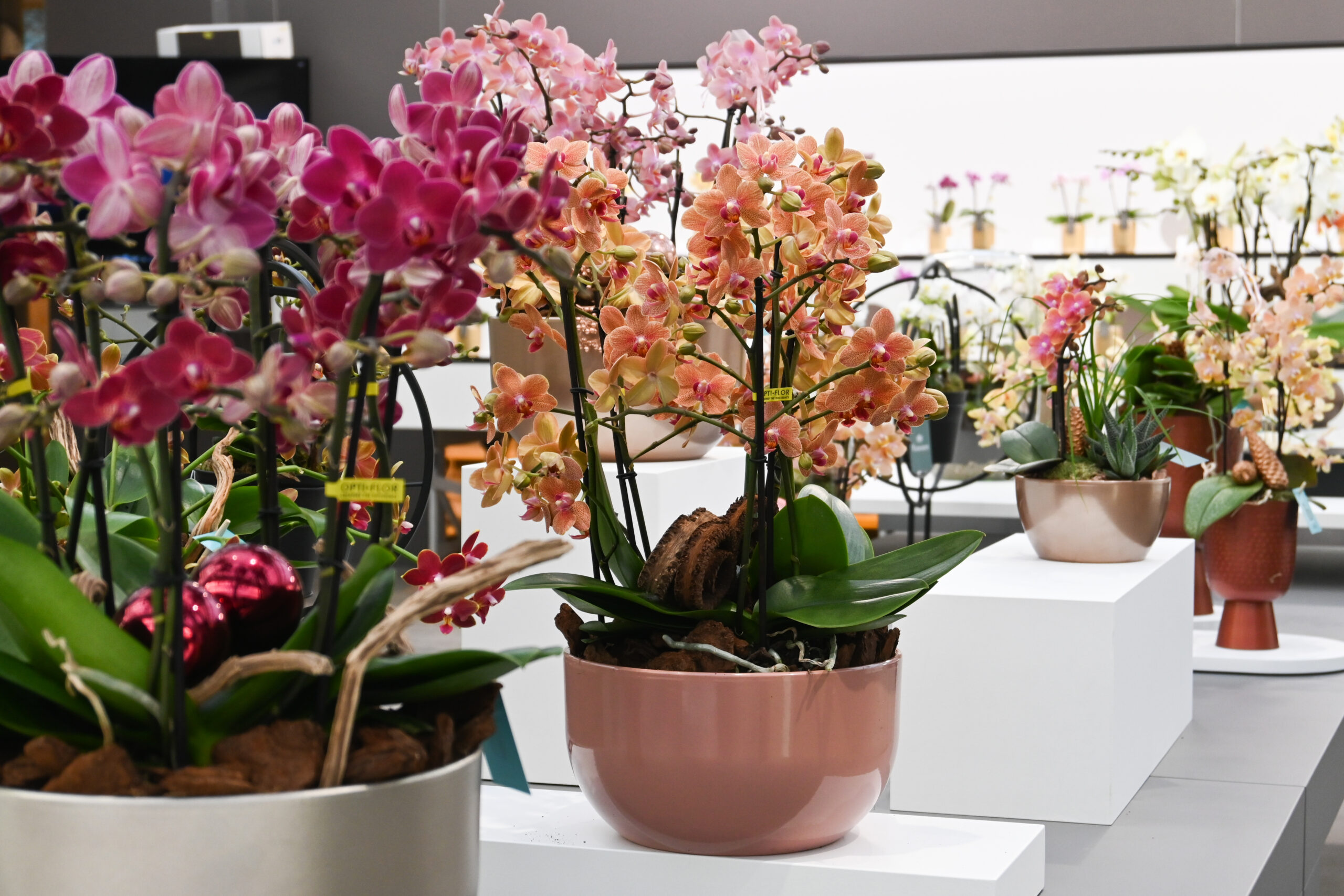 Orchidee in arrangement