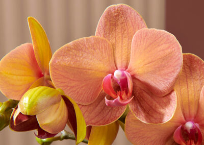 Uw orchidee verzorgen na bloei